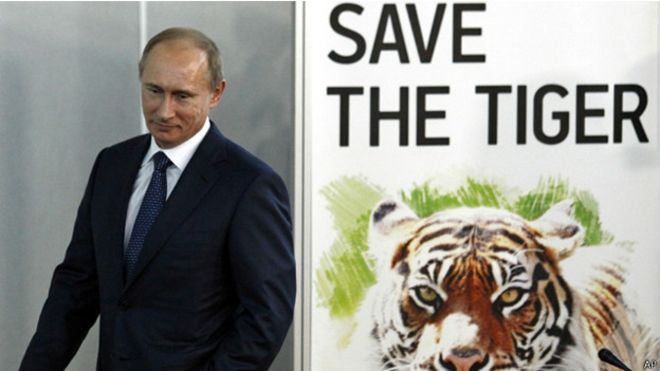اطلق الرئيس بوتين النمور الثلاثة في البرية